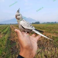 Gambar Mainan Falk White Face WF Skil (Mainan Burung) - WF Grey dari sand_ndria undefined 2 Tokopedia