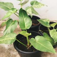 Gambar Tanaman Hias Philo marble variegata philodendron varigata dari rekat autoparts undefined 3 Tokopedia