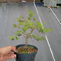 Gambar bonsai jadi tauchi(kalimantan) reapic dari anjaniflowers.lestari undefined 1 Tokopedia