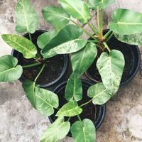 Gambar Tanaman Hias Philo marble variegata philodendron varigata dari rekat autoparts undefined 4 Tokopedia