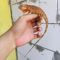 Gambar super red iguana baby HS dari Hobi Surabaya_NEW undefined 3 Tokopedia