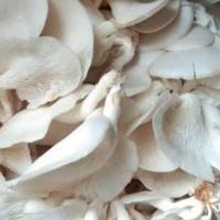 Gambar Jamur Tiram 1 kg dari Pasar modern BSD undefined 1 Tokopedia