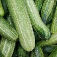 Gambar BIBIT TIMUN HIJAU SUPER PANJANG // TIMUN SAYUR 25 BIJI dari TOKO GROSIR TERMURAH 85 undefined 4 Tokopedia