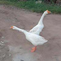 Gambar Angsa/Soang/Swan Hidup Konsumsi - Sepasang, Abu²/Coklat dari Bahtera Bioma undefined 2 Tokopedia