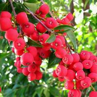 Gambar Bibit Buah Ribery - Buah Langka Import khas hutan hujan Australia dari Argo Bibit Sejahtera undefined 1 Tokopedia