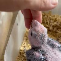 Gambar baby White bellied caique dari Abirdparrot undefined 1 Tokopedia