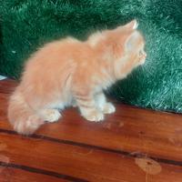 Gambar kucing persia medium jantan lucu dari noecolection cathouse undefined 4 Tokopedia