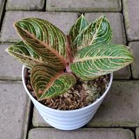 Gambar Aglonema Asri jumbo dari Mariberkebun_florist undefined 4 Tokopedia