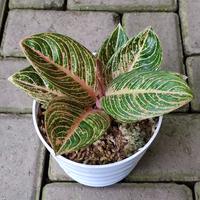 Gambar Aglonema Asri jumbo dari Mariberkebun_florist undefined 3 Tokopedia