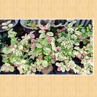 Gambar Tanaman pretty pink tanaman outdoor on polybag - on polybag dari Tanaman Cici Surabaya undefined 1 Tokopedia