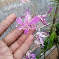 Gambar anggrek superbin dari Dita flowerr undefined 1 Tokopedia