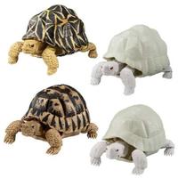 Gambar Bandai Gashapon Kame Tortoise Turtle Figure Kura-Kura Darat SET of 4pc - Instar Albino dari Diecast Land_NEW undefined 3 Tokopedia