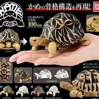 Gambar Bandai Gashapon Kame Tortoise Turtle Figure Kura-Kura Darat SET of 4pc - Instar Albino dari Diecast Land_NEW undefined 1 Tokopedia