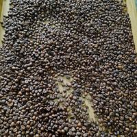 Gambar kopi robusta asli raung gumitir jawa timur 100% tanpa campuran - 200gr, biji/roasted dari ikan asap bandung undefined 4 Tokopedia