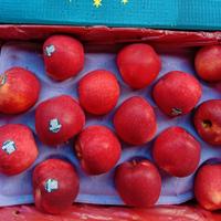 Gambar BUAH APEL DAZZLE NEW ZEALAND PREMIUM GARING MANIS FRESH - 1 KG dari Asan Buah Segar undefined 3 Tokopedia