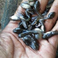Gambar paket. 50ekor larva katak sawah(kecebong) dari muti fish undefined 1 Tokopedia