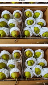 Gambar Buah Pir Siangli / Xiang Li / Xiang Lie Fragrant Pear 500gr / 1kg - 1kg dari HasilSumberalaM undefined 3 Tokopedia