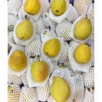 Gambar Buah Pir Siangli / Xiang Li / Xiang Lie Fragrant Pear 500gr / 1kg - 1kg dari HasilSumberalaM undefined 2 Tokopedia