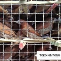 Gambar 1 ekor Burung pipit emprit untuk sembahyang harga satuan pembelian minimal 50 dari toko kimtong undefined 5 Tokopedia