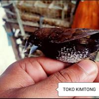 Gambar 1 ekor Burung pipit emprit untuk sembahyang harga satuan pembelian minimal 50 dari toko kimtong undefined 4 Tokopedia