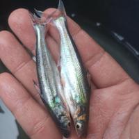 Gambar bibit ikan patin ukuran 7-8 cm dari legok fish farm undefined 2 Tokopedia