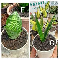 Gambar Sansevieria Lidah mertua mini - Hijau, pot 10 cm dari Arfan Plant undefined 4 Tokopedia