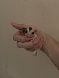 Gambar Sugar Glider Grey | Leustic | Mozaic | White face - Low Mozaik, Betina dari YshouldBHere undefined 2 Tokopedia
