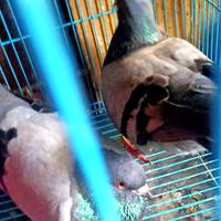Gambar BURUNG DARA SEPASANG dari Adi birdFarm undefined 2 Tokopedia