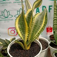 Gambar Sansevieria Gold Banner Tunggal dari Arfan Plant undefined 3 Tokopedia