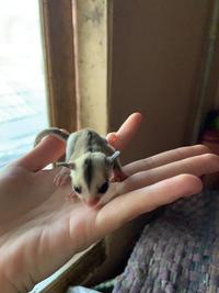 Gambar Sugar Glider Grey | Leustic | Mozaic | White face - Low Mozaik, Betina dari YshouldBHere undefined 1 Tokopedia