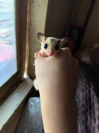 Gambar Sugar Glider Grey | Leustic | Mozaic | White face - Low Mozaik, Betina dari YshouldBHere undefined 3 Tokopedia