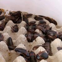 Gambar Kecoa Dubia - Pakan Protein Tinggi Reptil, Burung, & Ikan dari Kinyoyproduction undefined 2 Tokopedia
