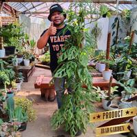 Gambar Sesuai gambar - Tanaman hias Janda bolong monstera adansonii besar 1 m dari ibad garden undefined 1 Tokopedia