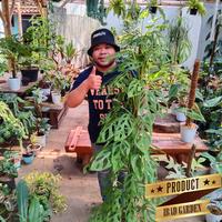 Gambar Sesuai gambar - Tanaman hias Janda bolong monstera adansonii besar 1 m dari ibad garden undefined 3 Tokopedia