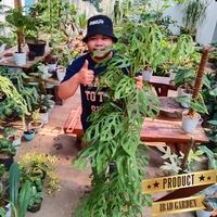 Gambar Sesuai gambar - Tanaman hias Janda bolong monstera adansonii besar 1 m dari ibad garden undefined 4 Tokopedia