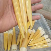 Gambar pipa rokok taring duyung original dari inyocraft undefined 4 Tokopedia
