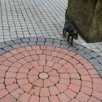 Gambar Tukang Paving Pontianak Upah dan bahan dari Ghonnyu Group Pontianak undefined 3 Tokopedia