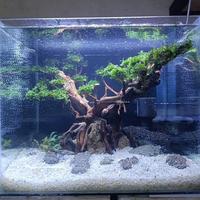 Gambar Aquarium Aquascape Design Tema Bonsai Size P40xL35xT35 # Model 1 dari Nagatawa Ornamental Fish undefined 1 Tokopedia