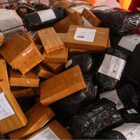 Gambar Bibit sirih merah bibit tanaman herbal bibit berkualitas dari Candra25Herbal undefined 4 Tokopedia