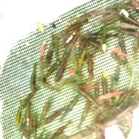 Gambar udang hidup pakan ikan predator dari Udang Red Cherry official undefined 1 Tokopedia