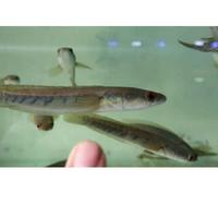 Gambar original [_066] 3.3 cod ikan channa cana maru yellow sentarum ys uk dari pusat channa undefined 2 Tokopedia