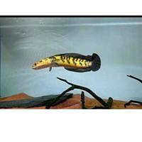 Gambar original [_066] 3.3 cod ikan channa cana maru yellow sentarum ys uk dari pusat channa undefined 1 Tokopedia