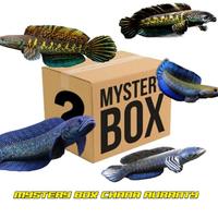 Gambar original mistery box ikan chana auranti original dari pusat channa undefined 1 Tokopedia