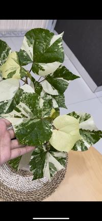 Gambar waru variegata / waru varigata dari Ashimah Plants undefined 3 Tokopedia