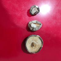 Gambar jamur Shitake kering hio ko / hioko 3 kg / xiangku ukuran 3-4 cm - 3-4 dari Muily undefined 2 Tokopedia