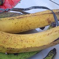 Gambar pisang tanduk dari A.A olshopp undefined 2 Tokopedia