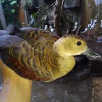 Gambar burung belibis remaja dari luak kampus petshop undefined 4 Tokopedia
