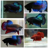 Gambar Cupang Bagan Aduan - Ikan Cupang Bagan Warna Random dari Arrahman Shop2 undefined 1 Tokopedia