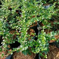 Gambar bibit bonsai hokianti mikro dari meysa-bonsai undefined 1 Tokopedia