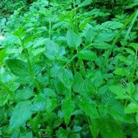 Gambar bibit lalapan tespong dari HERA STORE HERBAL 90 undefined 1 Tokopedia